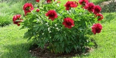 Kada presaditi božure u proljeće ili jesen